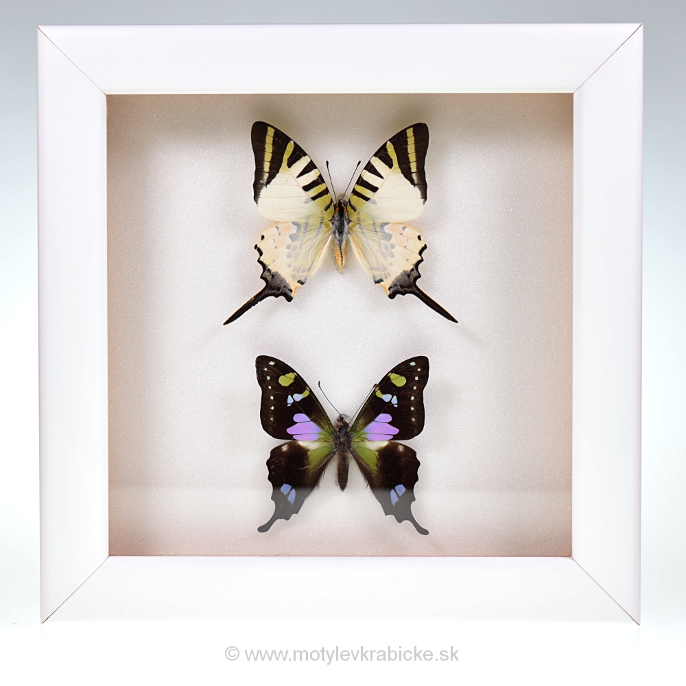 Graphium 2x