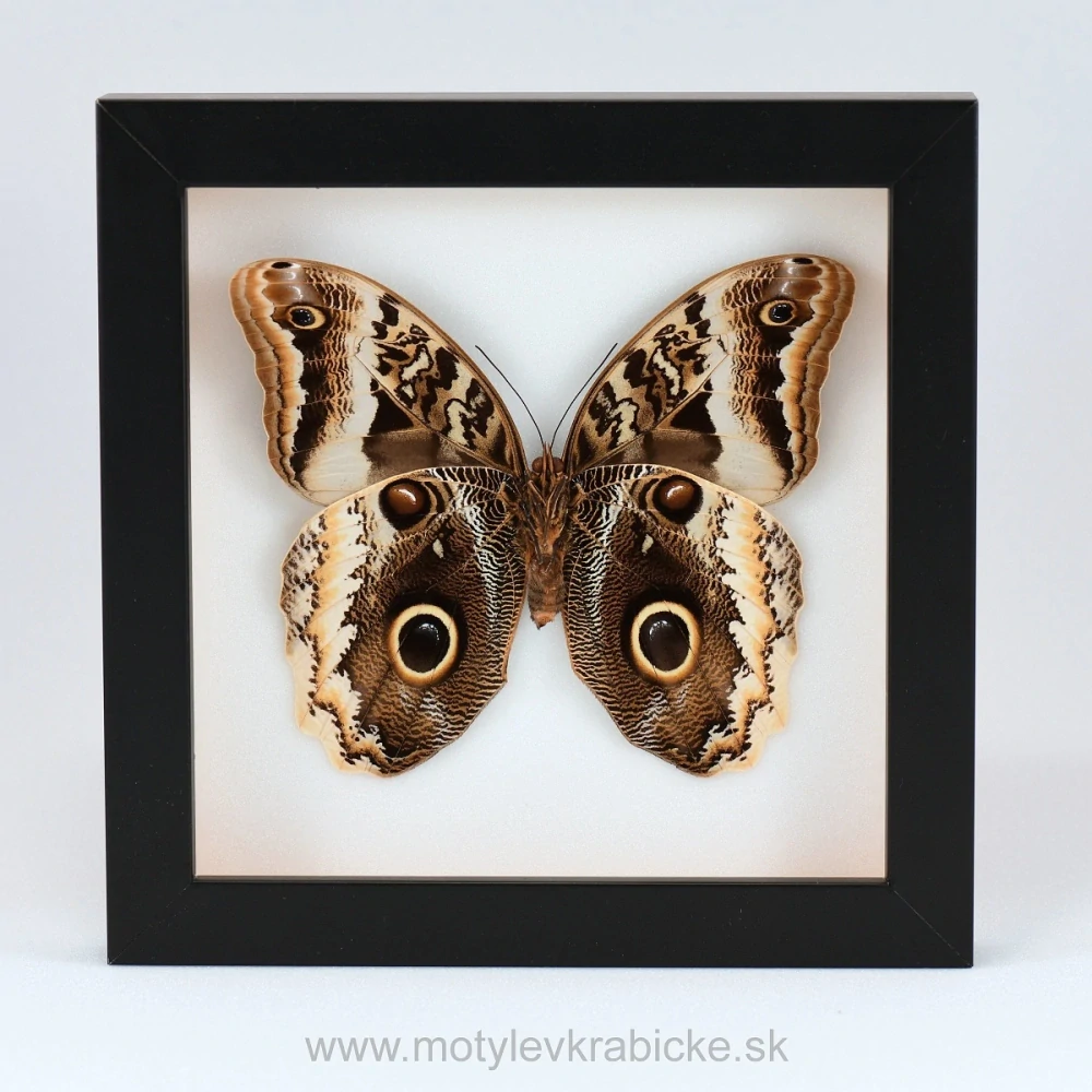 Caligo atreus