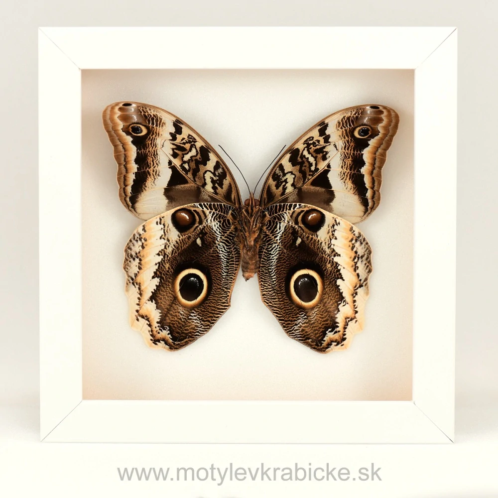 Caligo atreus