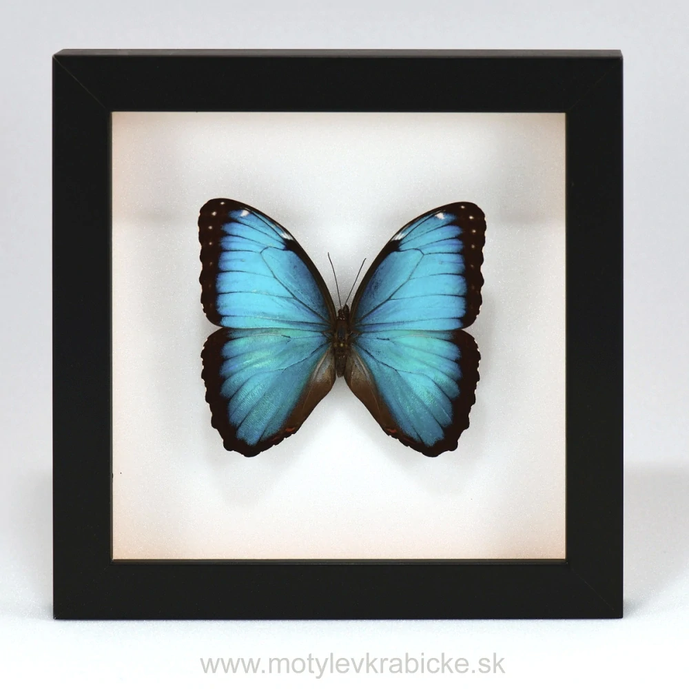 Morpho peleides