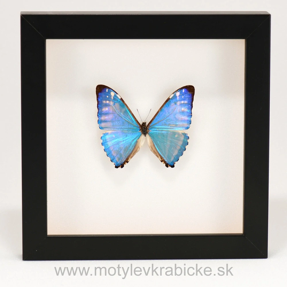 Morpho zephyritis