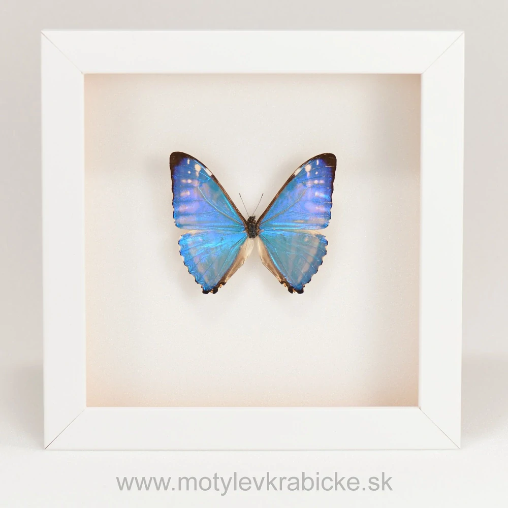 Morpho zephyritis