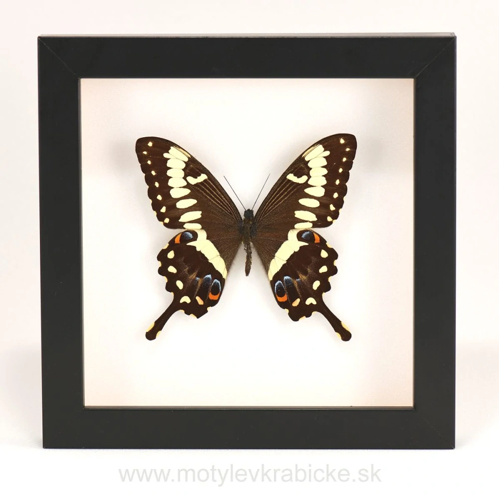Papilio ophidicephalus