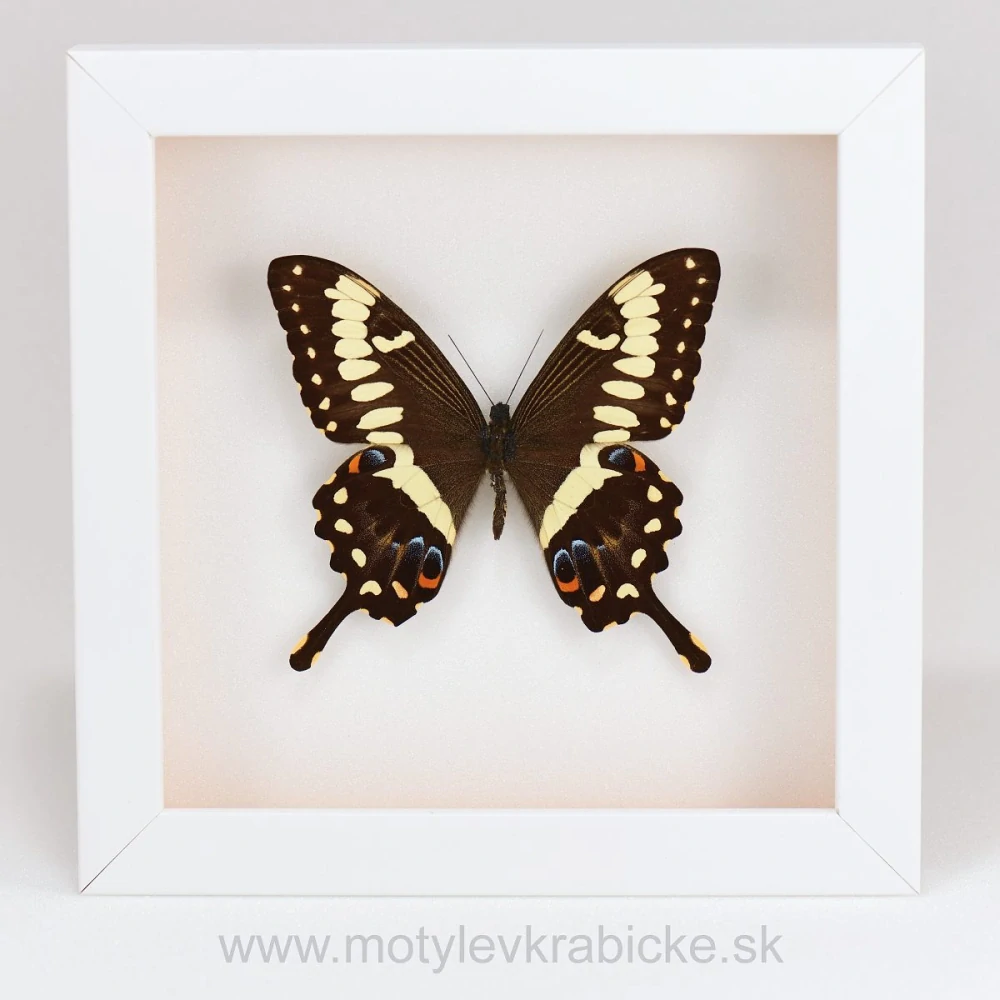 Papilio ophidicephalus