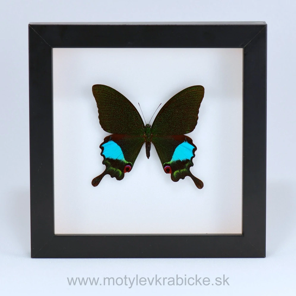 Papilio karna