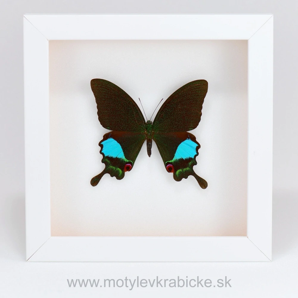 Papilio karna