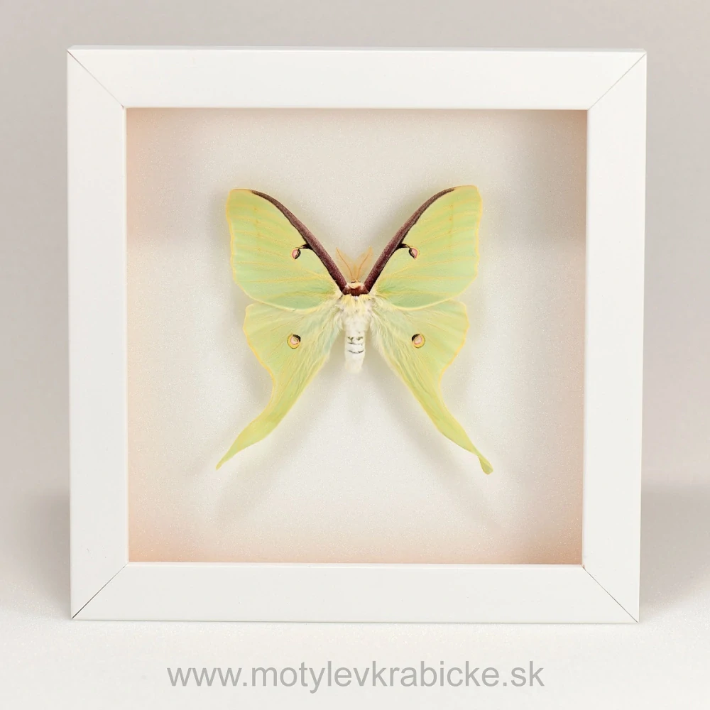 Actias luna