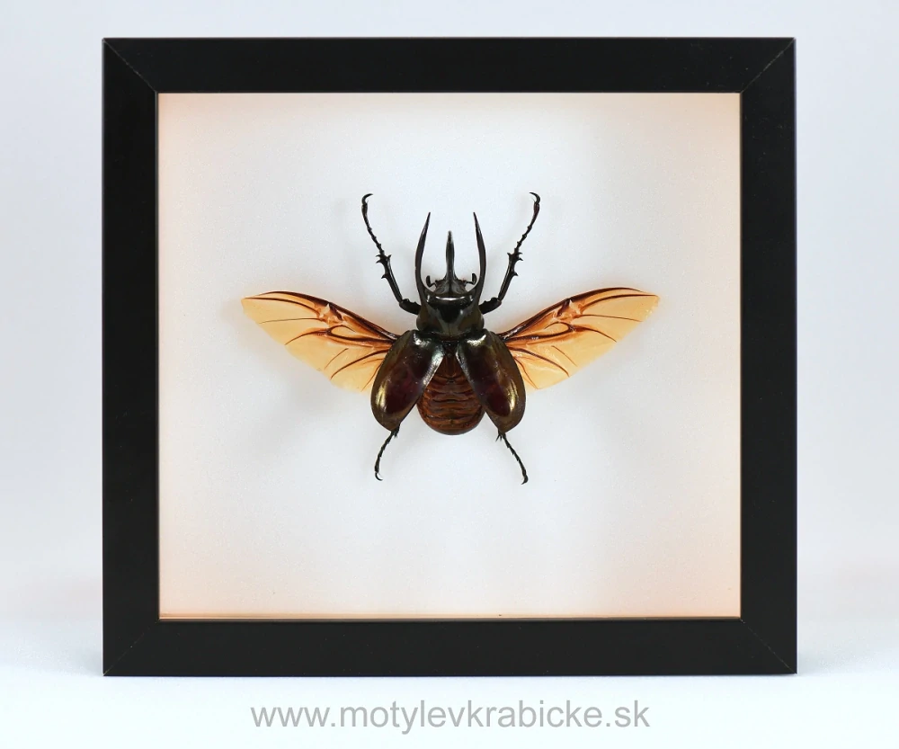 Chalcosoma mollenkampi