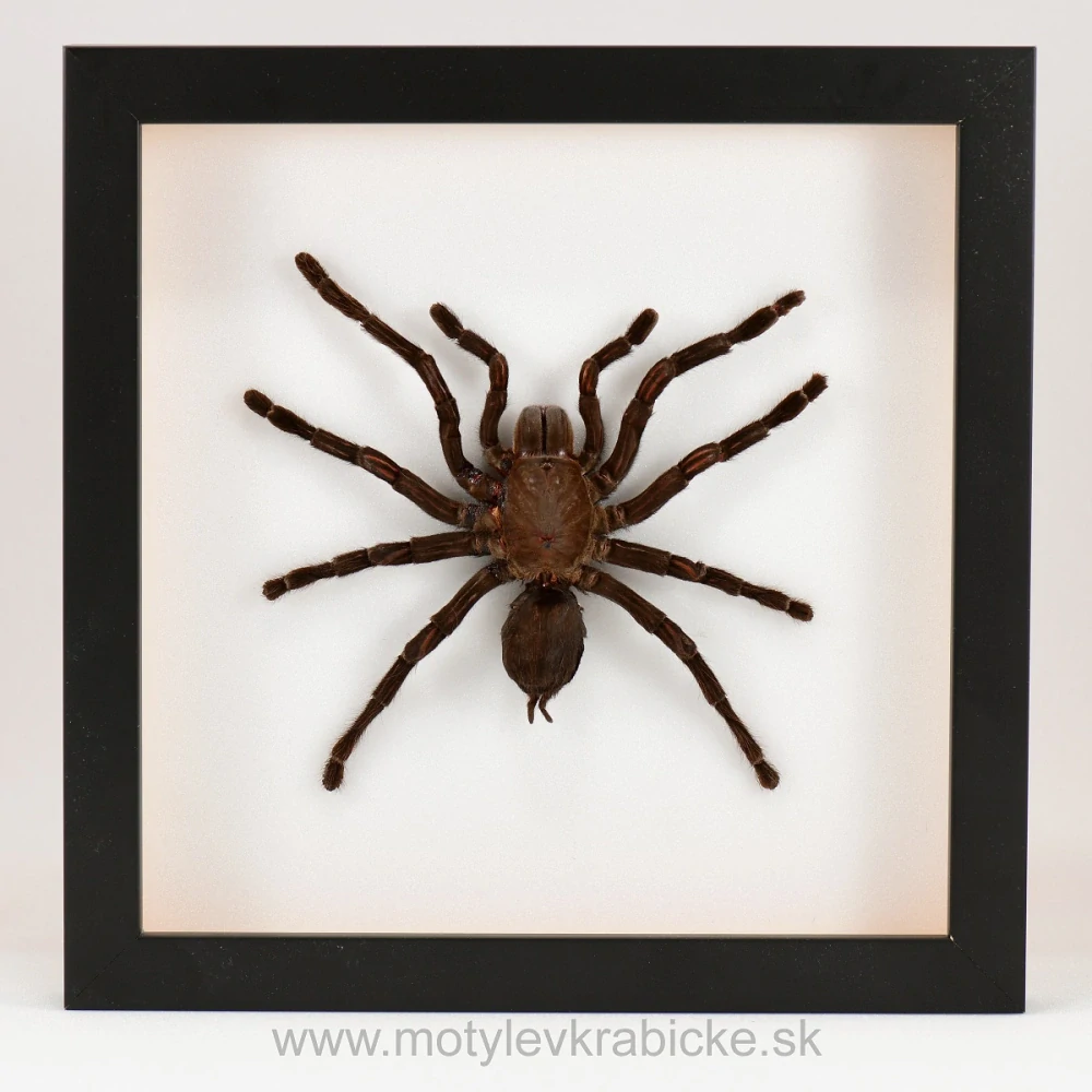 Haplopelma sp.