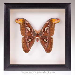 Attacus atlas XL