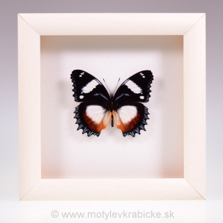 Hypolimnas dexithaea