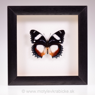 Hypolimnas dexithaea