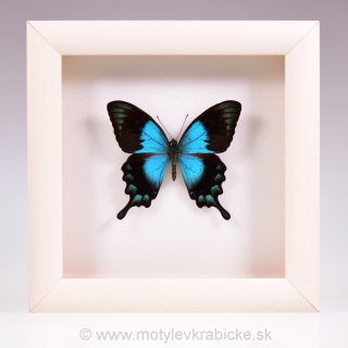 Papilio lorquinianus