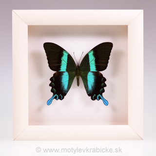 Papilio blumei