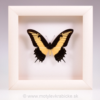Papilio androgeus