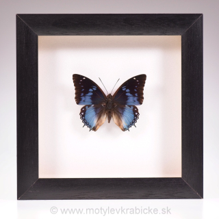 Charaxes smaragdalis