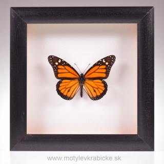 Danaus plexippus