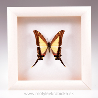 Eurytides leucaspis