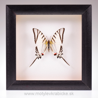 Eurytides protesilaus 