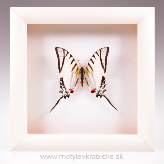 Eurytides protesilaus 