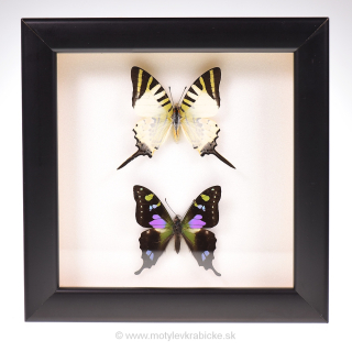 Graphium 2x