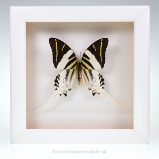 Graphium androcles