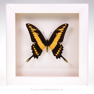 Papilio thoas