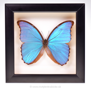 Morpho didius