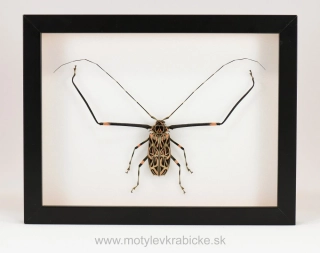 Acrocinus longimanus