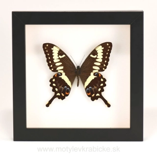 Papilio ophidicephalus