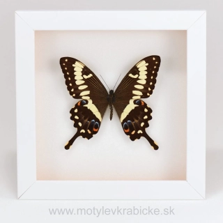 Papilio ophidicephalus