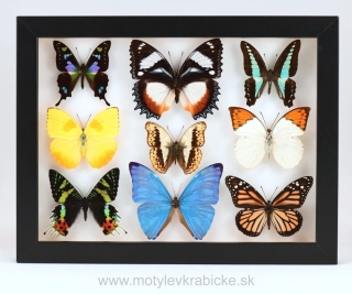 Zbierka motýľov sveta