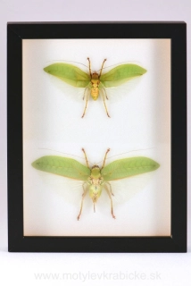 Pseudophyllus neriifolius