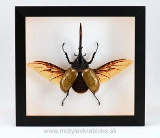 Dynastes hercules lichyi XL