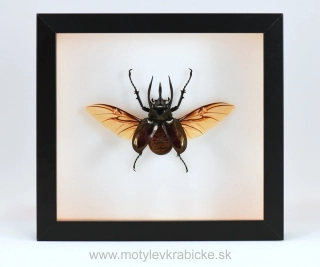 Chalcosoma mollenkampi