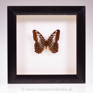 Parthenos sylvia